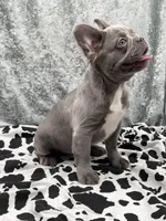 Leon the Lilac Fluffy, a male French Bulldog for sale in Folsom, CA – Photo 6 of 9