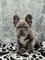 Leon the Lilac Fluffy, a male French Bulldog for sale in Folsom, CA – Photo 1 of 9