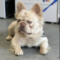 Leon the Lilac Fluffy, a male French Bulldog for sale in Folsom, CA – Photo 5 of 9