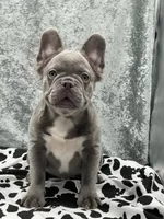 Leon the Lilac Fluffy, a male French Bulldog for sale in Folsom, CA – Photo 9 of 9