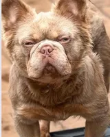 Leon the Lilac Fluffy, a male French Bulldog for sale in Folsom, CA – Photo 2 of 9