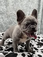 Leon the Lilac Fluffy, a male French Bulldog for sale in Folsom, CA – Photo 8 of 9