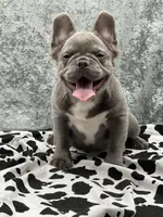 Leon the Lilac Fluffy, a male French Bulldog for sale in Folsom, CA – Photo 7 of 9