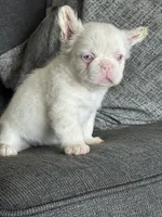 Pink Polka, a female French Bulldog for sale in Folsom, CA – 4 of 10