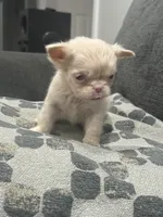Ewok, a female French Bulldog for sale in Folsom, CA – 4 of 6