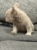 Carlito , a male French Bulldog for sale in Folsom, CA – 5 of 10
