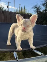 Pink Prince, a male French Bulldog for sale in Folsom, CA – 3 of 10