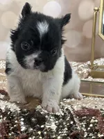 Kneesaa, a female French Bulldog for sale in Folsom, CA – Photo 4 of 10