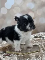 Kneesaa, a female French Bulldog for sale in Folsom, CA – Photo 6 of 10