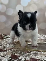 Kneesaa, a female French Bulldog for sale in Folsom, CA – Photo 10 of 10