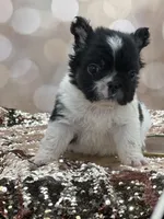 Kneesaa, a female French Bulldog for sale in Folsom, CA – Photo 5 of 10