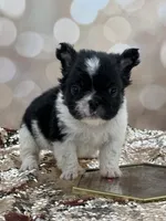 Kneesaa, a female French Bulldog for sale in Folsom, CA – Photo 2 of 10