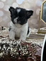 Kneesaa, a female French Bulldog for sale in Folsom, CA – Photo 9 of 10