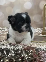 Kneesaa, a female French Bulldog for sale in Folsom, CA – Photo 1 of 10