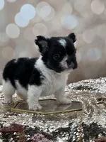 Kneesaa, a female French Bulldog for sale in Folsom, CA – Photo 8 of 10