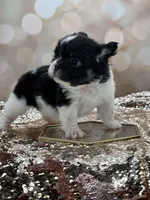 Kneesaa, a female French Bulldog for sale in Folsom, CA – Photo 7 of 10