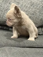 Carlito , a male French Bulldog for sale in Folsom, CA – 4 of 10