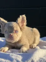Carlito , a male French Bulldog for sale in Folsom, CA – 7 of 8