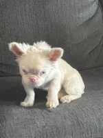 PINK POOKIE, a male French Bulldog for sale in Folsom, CA – 5 of 10