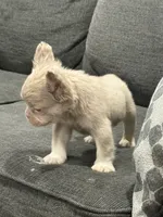 Carlito , a male French Bulldog for sale in Folsom, CA – 9 of 10