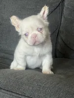 Pink Polka, a female French Bulldog for sale in Folsom, CA – 6 of 10