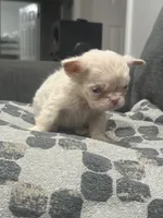 Ewok, a female French Bulldog for sale in Folsom, CA – 5 of 6