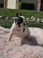 Love, a female French Bulldog for sale in Folsom, CA – Photo 1 of 10