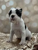 Love, a female French Bulldog for sale in Folsom, CA – Photo 6 of 10