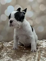 Love, a female French Bulldog for sale in Folsom, CA – Photo 10 of 10