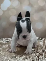 Love, a female French Bulldog for sale in Folsom, CA – Photo 3 of 10