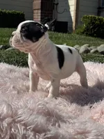 Love, a female French Bulldog for sale in Folsom, CA – Photo 2 of 10