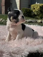Love, a female French Bulldog for sale in Folsom, CA – Photo 5 of 10