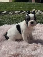 Love, a female French Bulldog for sale in Folsom, CA – Photo 7 of 10
