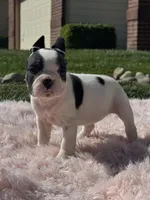Love, a female French Bulldog for sale in Folsom, CA – Photo 4 of 10