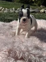 Love, a female French Bulldog for sale in Folsom, CA – Photo 8 of 10