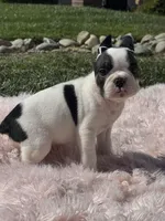 Love, a female French Bulldog for sale in Folsom, CA – Photo 9 of 10