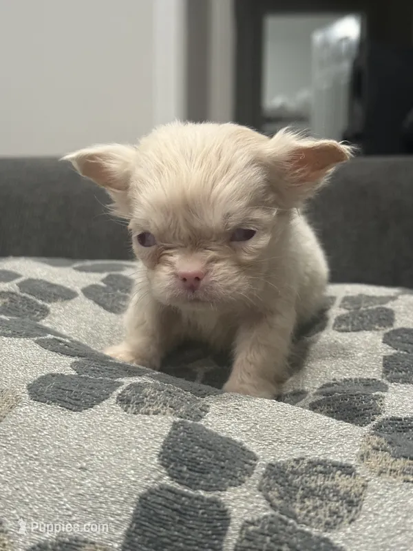 Ewok – French Bulldog puppy for sale in Folsom, CA