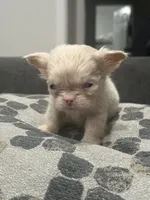 Ewok, a female French Bulldog for sale in Folsom, CA – 1 of 6