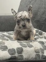 Gumball, a male French Bulldog for sale in Folsom, CA – 4 of 10