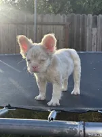 Pink Prince, a male French Bulldog for sale in Folsom, CA – 7 of 10