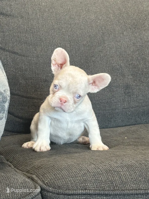 Cheeto  – French Bulldog puppy for sale in Folsom, CA