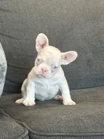 Cheeto , a male French Bulldog for sale in Folsom, CA – 1 of 10
