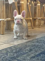Pinkey, a male French Bulldog for sale in Folsom, CA – 10 of 10