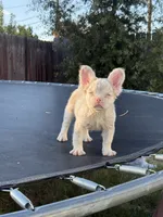 Pink Prince, a male French Bulldog for sale in Folsom, CA – 6 of 10