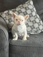 PINK POOKIE, a male French Bulldog for sale in Folsom, CA – 7 of 10