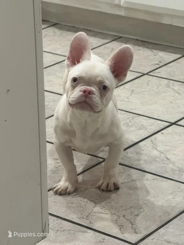 Pinkey – French Bulldog puppy for sale in Folsom, CA
