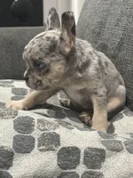 Gumball, a male French Bulldog for sale in Folsom, CA – 6 of 10
