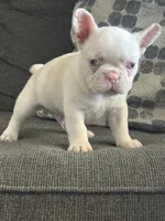 Pinkey, a male French Bulldog for sale in Folsom, CA – 3 of 9