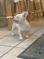 Pinkey, a male French Bulldog for sale in Folsom, CA – 3 of 10