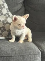 PINK POOKIE, a male French Bulldog for sale in Folsom, CA – 8 of 10